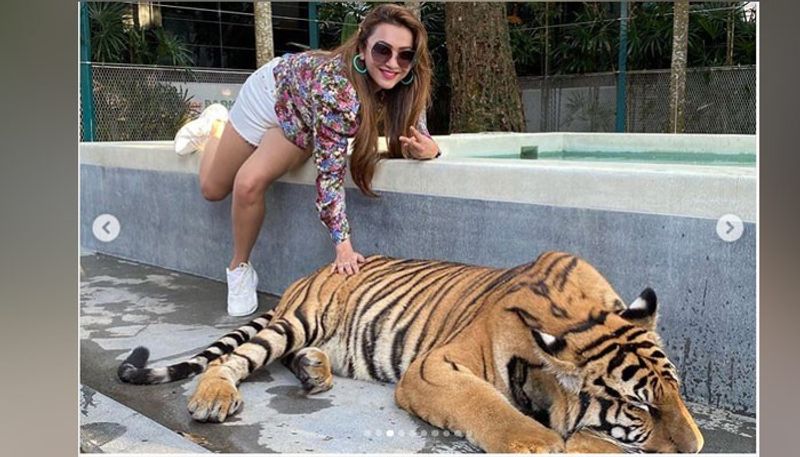 কৌশানির আদরে আটখানা রয়্যাল বেঙ্গল টাইগার- হটপ্যান্ট। সানগ্লাস। গ্ল্যামার যেন চুইয়ে চুইয়ে পড়ছে। এমনই এক মাথা ঘোরানো সৌন্দর্যে বাঘের পিঠে হাত বুলোতেই অন্যরকম ছবি। আহ্লাদে আটখানা হয়ে বাঘ বাবাজীবন থাবার মধ্যে প্রায় মুখে দিল।
