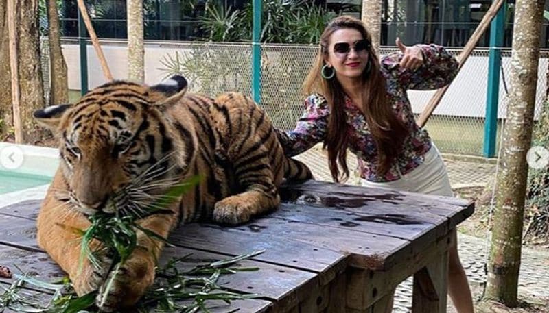 বাঘ খাচ্ছে গাছের পাতা, কৌশানির সেলফি পোজ- এমন ছবিও দেখা যায়! যে কেউ এই ছবি দেখে আঁতকে উঠতে পারে। কারণ বাঘ তো মাংশাসি, তৃণভোজি এমন রেকর্ড তো নেই। কৌশানিরও সাহস বটে, সটানে হাজির বাঘমামার পিছনে। রয়্য়াল বেঙ্গল টাইগার আহারে ব্যস্ত আর কৌশানি ব্যস্ত হলেন ছবি তুলতে।