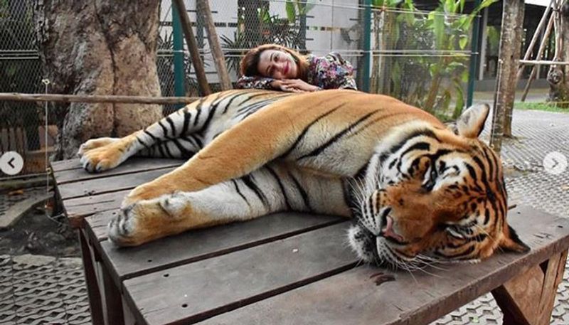 বাঘের পিঠে হেলান দিয়ে কৌশানি- বাঘ বাবাজীবন ঘুমে ব্যস্ত। চোখ খোলার নাম নেই। এই অবস্থায় বাঘের পিঠে মাথা রেখে ফের একবার ছবি তুললেন কৌশানি।