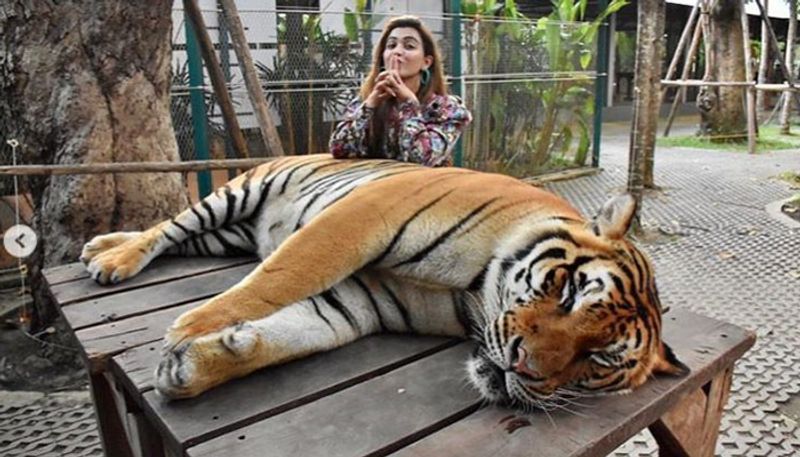বাঘের পিঠে কৌশানি- কৌশানি ছবি তোলা নিয়ে খুব একটা হেলদোল দেখা যায়নি এই বাঘ বাবাজীবনের আচরণে। সে তো দিব্যি ঘুমে ব্যস্ত। আর কৌশানি আরও এক পোজে ক্লিক করিয়ে নিলেন ক্যামেরা। আরে বাবা এতো যে সে সেলিব্রেশন নয়, বাঘমামার সাহচর্যে নিউ ইয়ার-এর শুভারম্ভের উদযাপন।