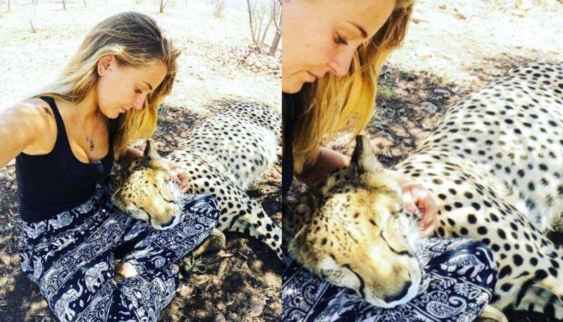 Woman sleeps among the cheetahs