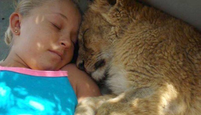 Woman sleeps among the cheetahs