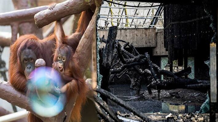 Chimpanzees, gorillas and orangutans killed in fire at Krefeld Zoo in Germany Chimpanzees, gorillas and orangutans killed in fire at Krefeld Zoo in Germany
