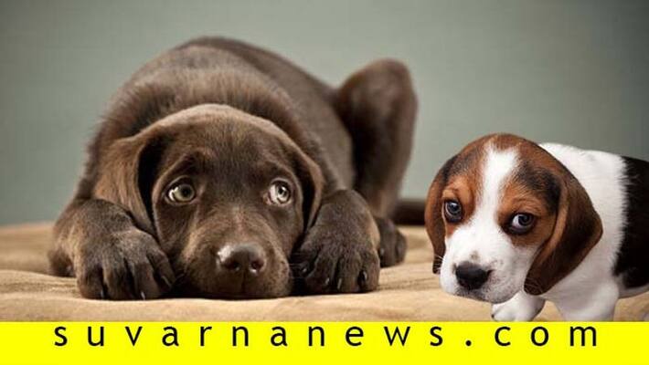 5 mischievous behavior dogs suspect bonding with human 5 mischievous behavior dogs suspect bonding with human