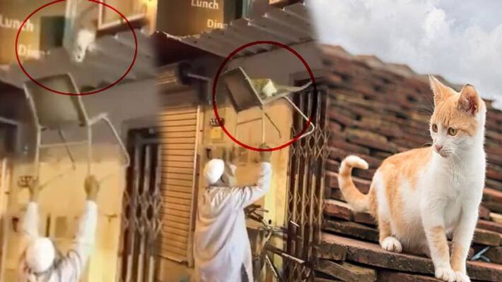 Viral Video : Elderly Man Rescues Stranded Cat In Heartwarming seen Viral Video : Elderly Man Rescues Stranded Cat In Heartwarming seen