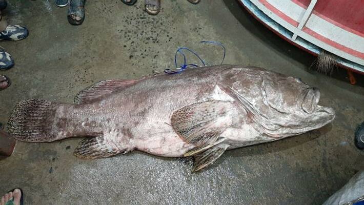 Women caught 52 kgs Bhola fish and sold it for 3lakhs at Sagar Island Women caught 52 kgs Bhola fish and sold it for 3lakhs at Sagar Island