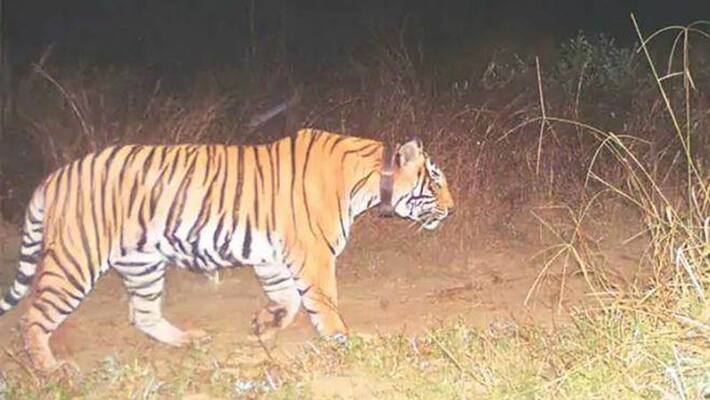 Tiger scare returns in Manikpara at Jhargram Tiger scare returns in Manikpara at Jhargram