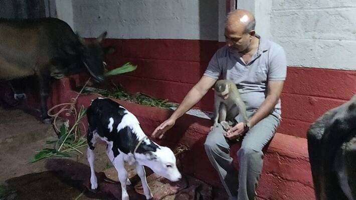 mla sara mahesh comes home from foreign as his favorite monkey dies in mysore mla sara mahesh comes home from foreign as his favorite monkey dies in mysore