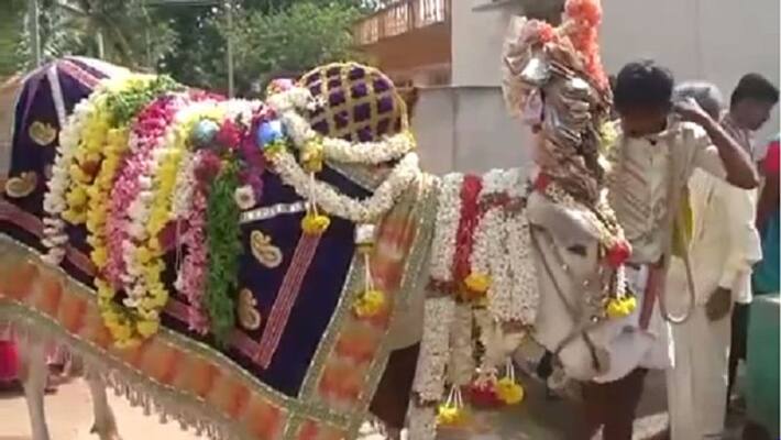 bull famous for its divine power in mandya bull famous for its divine power in mandya