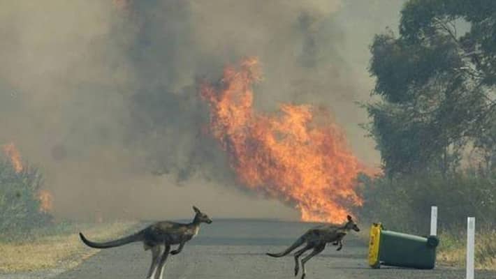 Scientists estimate that 3 billion animals may have died, Australia shocked by wildfire. Scientists estimate that 3 billion animals may have died, Australia shocked by wildfire.