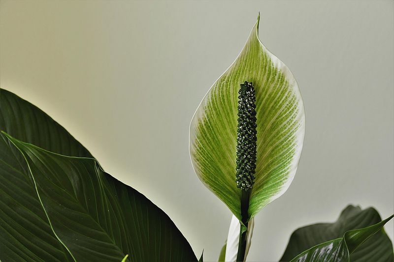 An effective home remedy for vaginal itching - bsb