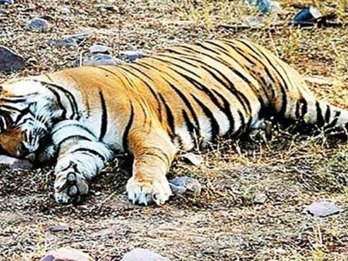 उत्तरी गोवा के महादयी अभयारण्य में मिला बाघ का शव, सनसनी | Tiger's body  found in North Goas Mahadaya Sanctuary sensation