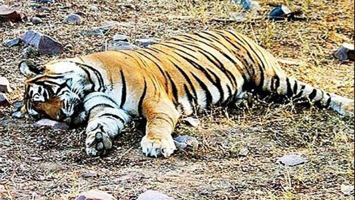 Tiger died in hunusr as two tigers were fighting Tiger died in hunusr as two tigers were fighting