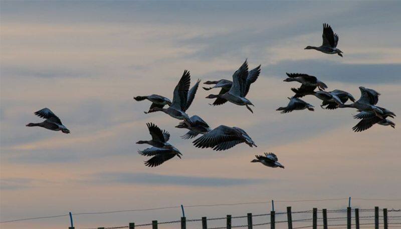 goose invasion in Orkney island