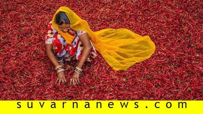 Red Chilli Price Crosses 30 thousand In Haveri Market Red Chilli Price Crosses 30 thousand In Haveri Market
