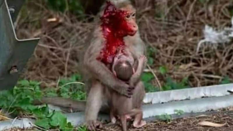 mother monkey accident...baby monkey suckles milk