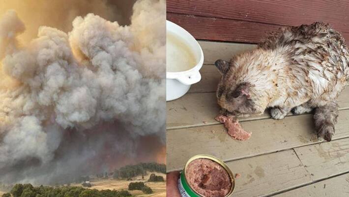 owner shares cat who survived Australian bush fire owner shares cat who survived Australian bush fire