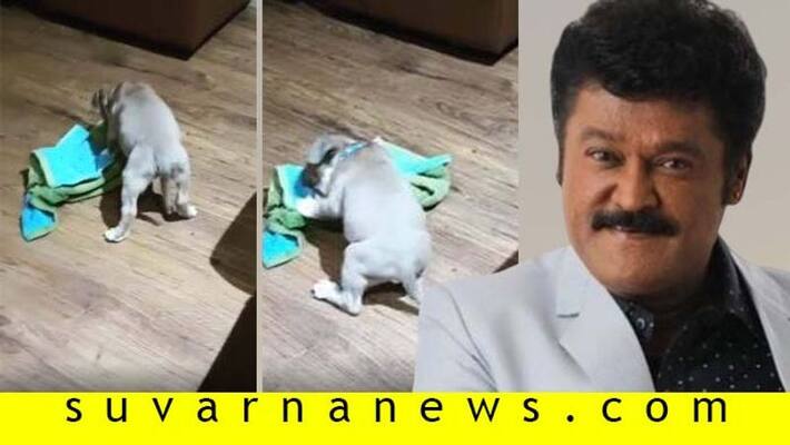Kannada actor jaggesh adopts American Terrier dog on Vaikuntha Ekadashi Kannada actor jaggesh adopts American Terrier dog on Vaikuntha Ekadashi