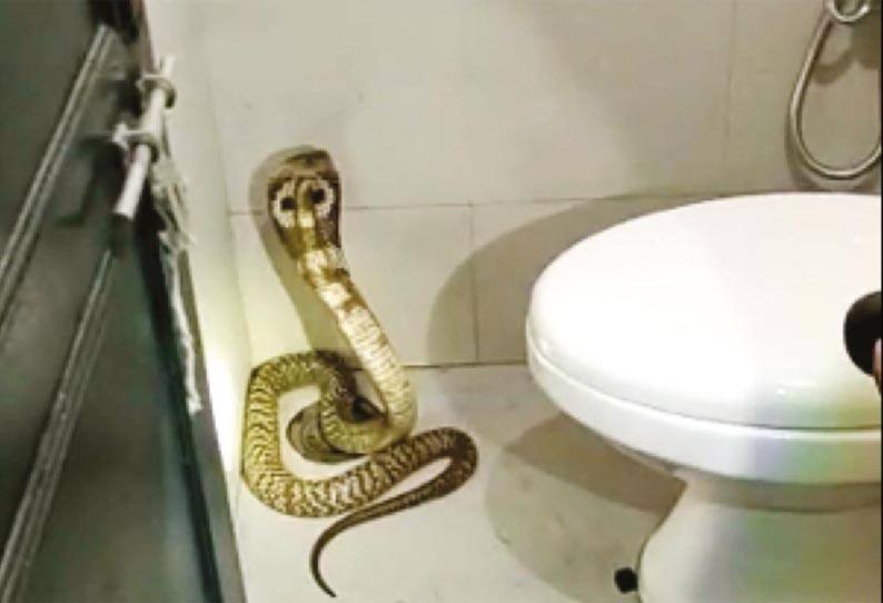 6 feet long cobra caught in a bathroom near covai