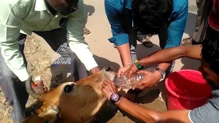 Cow rescued by public in chikkamagaluru video goes viral Cow rescued by public in chikkamagaluru video goes viral