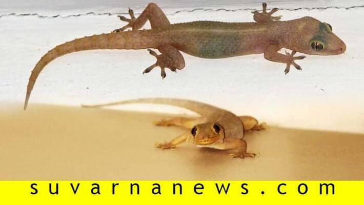 Believes regarding lizards in India Believes regarding lizards in India