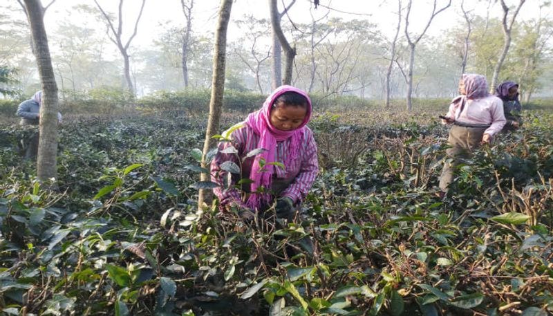 বনধে স্বাভাবিকই ছিল জলপাইগুড়ির চা বাগানগুলি।