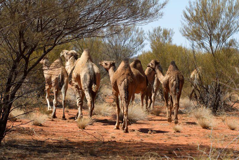 Australia plan to  kill 10 thousand camel in for water scarcity