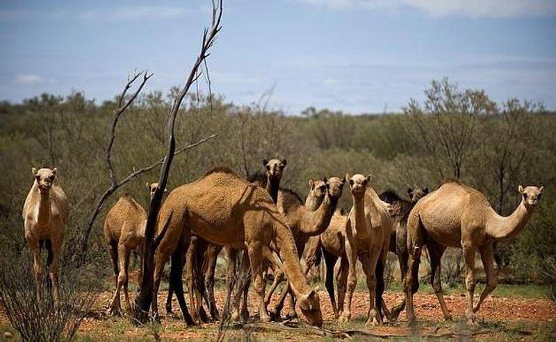 Australia to cull tens of thousands of feral camels as shortage of water looms while fighting bush fires