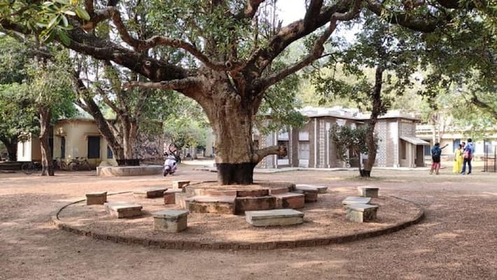 Century-old banyan tree adjoining old bell floor of Visva-Bharati uprooted due to heavy rain-dbr Century-old banyan tree adjoining old bell floor of Visva-Bharati uprooted due to heavy rain-dbr