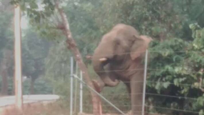 Elephants New Techniq For Avoiding Electric Shock in Hassan Elephants New Techniq For Avoiding Electric Shock in Hassan
