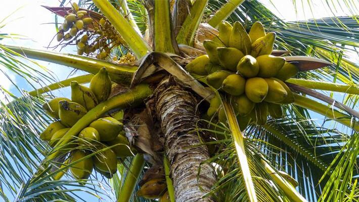 husband climbed on palm tree to avoid wife beating husband climbed on palm tree to avoid wife beating