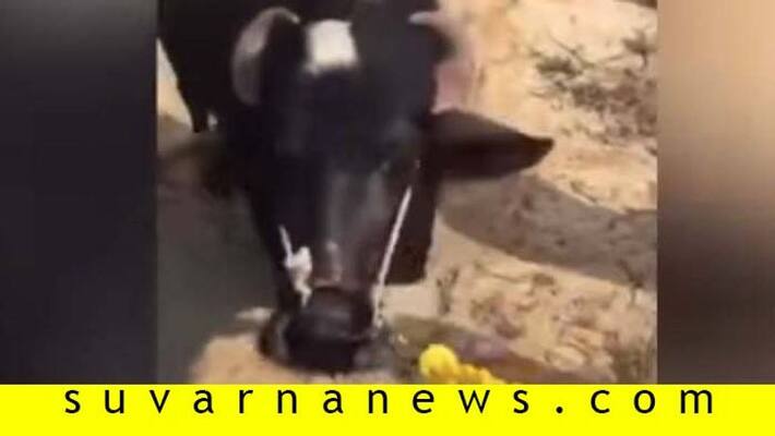 Crying cow kneels in front of slaughter Crying cow kneels in front of slaughter