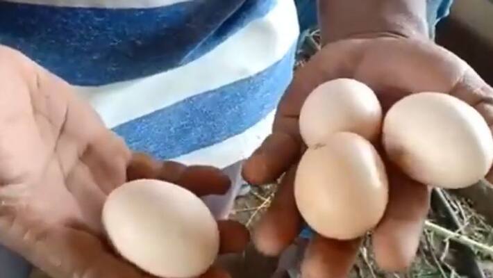 corona virus reflection egg cost down in erode never before in this year corona virus reflection egg cost down in erode never before in this year