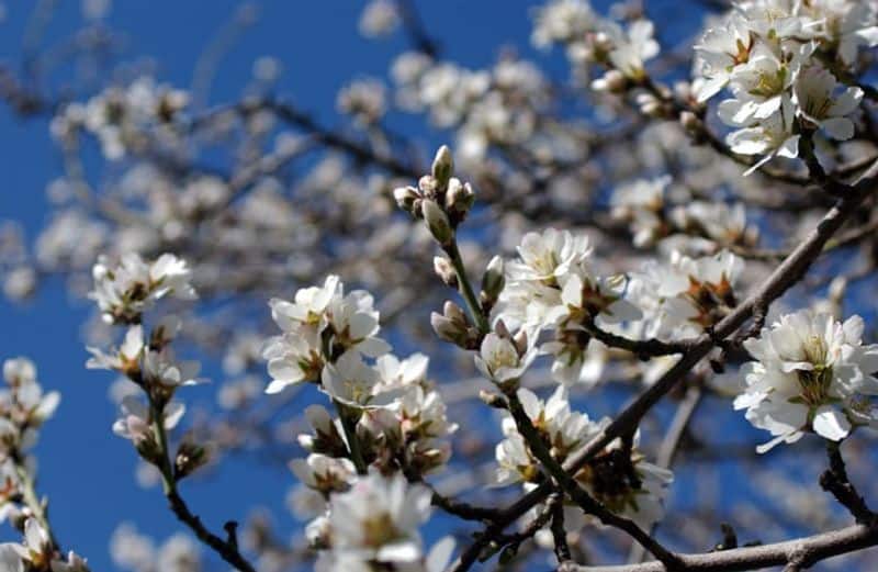 use of pesticides in almond orchards and condition of bees