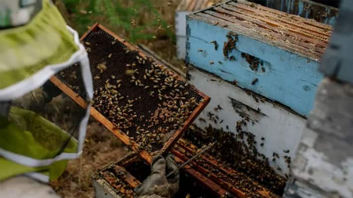 use of pesticides in almond orchards and condition of bees use of pesticides in almond orchards and condition of bees