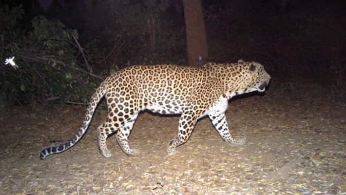 Cheetah trapped which killed 3 year old baby Cheetah trapped which killed 3 year old baby