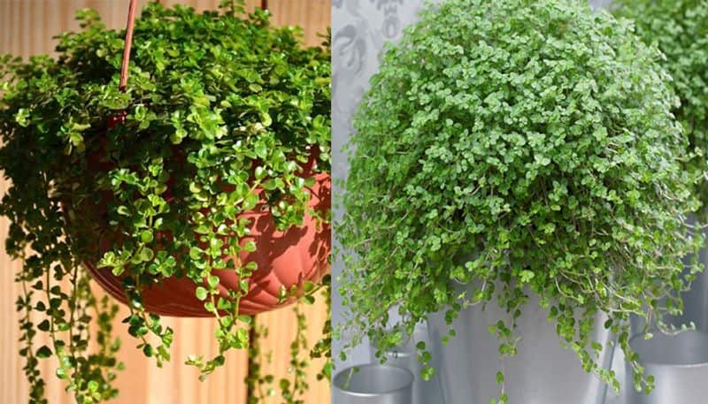 these plants can helps to eliminating harmful toxins in home