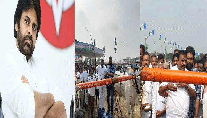 Janasena Mla rapaka celebrated sankranthi with Minister kodali nani Janasena Mla rapaka celebrated sankranthi with Minister kodali nani