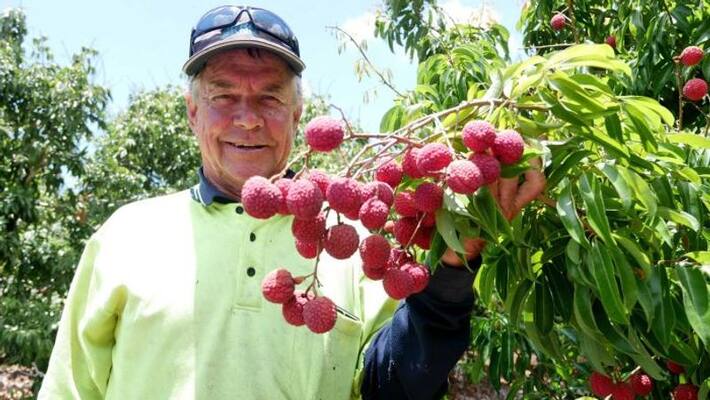 first seedless lychees in Australia by farmer Dixon first seedless lychees in Australia by farmer Dixon