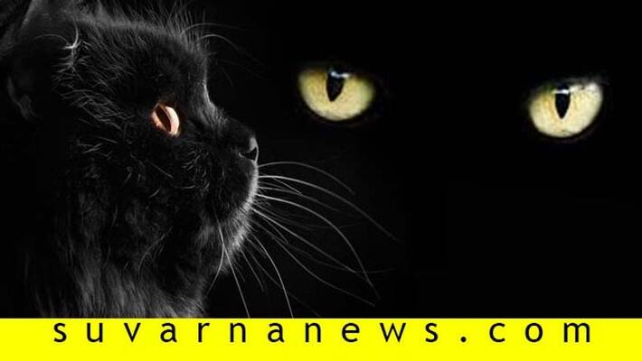 Superstitions regarding cat around the world Superstitions regarding cat around the world