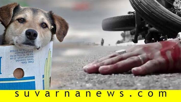 State Not Responsible for Every Fatal Accident caused By Stray Animals Says Punjab And Haryana High Court State Not Responsible for Every Fatal Accident caused By Stray Animals Says Punjab And Haryana High Court