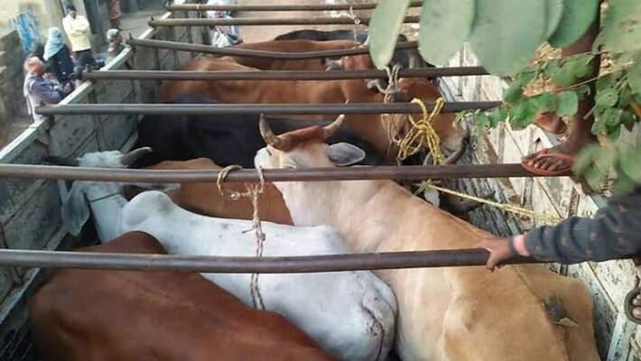 bengaluru girinagar Police arrests man for illegal cow transportation bengaluru girinagar Police arrests man for illegal cow transportation