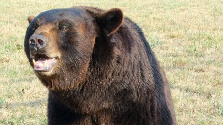 People in anxiety for Bear Attack on Two People in Hagaribommanahalli in Ballari District People in anxiety for Bear Attack on Two People in Hagaribommanahalli in Ballari District