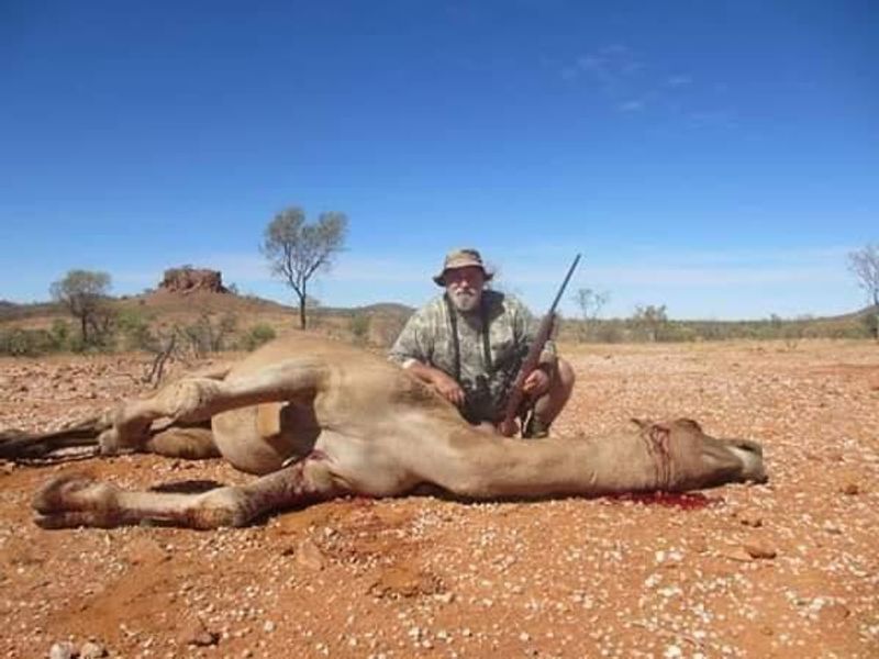 10000 camels to be shot because they drink too much water to prevent bush fire photo story