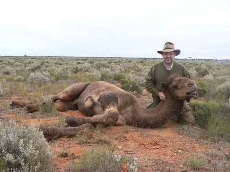 10000 camels to be shot because they drink too much water to prevent bush fire photo story