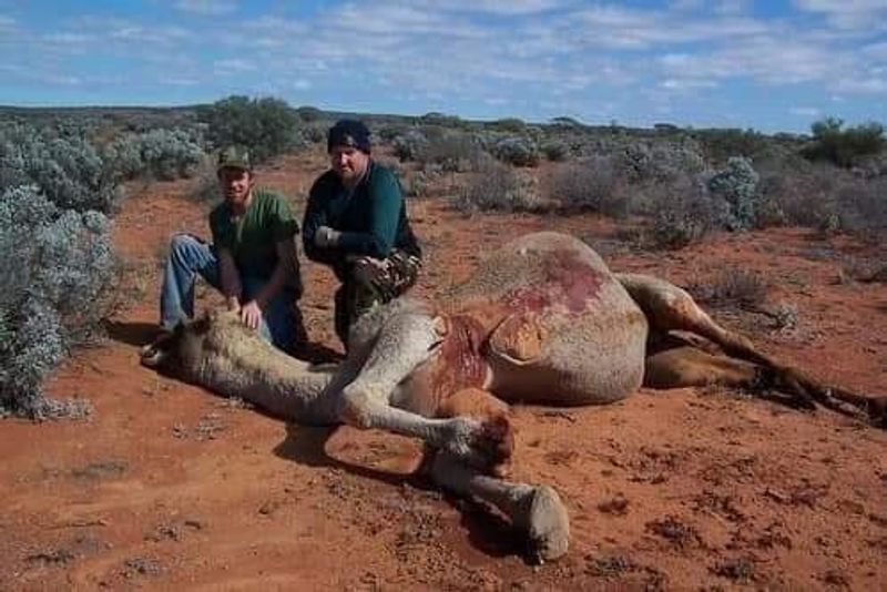 10000 camels to be shot because they drink too much water to prevent bush fire photo story