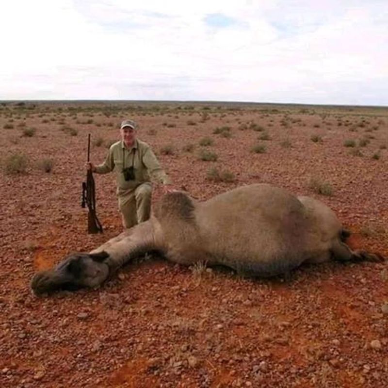 10000 camels to be shot because they drink too much water to prevent bush fire photo story