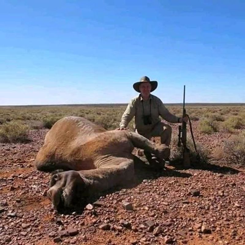 10000 camels to be shot because they drink too much water to prevent bush fire photo story