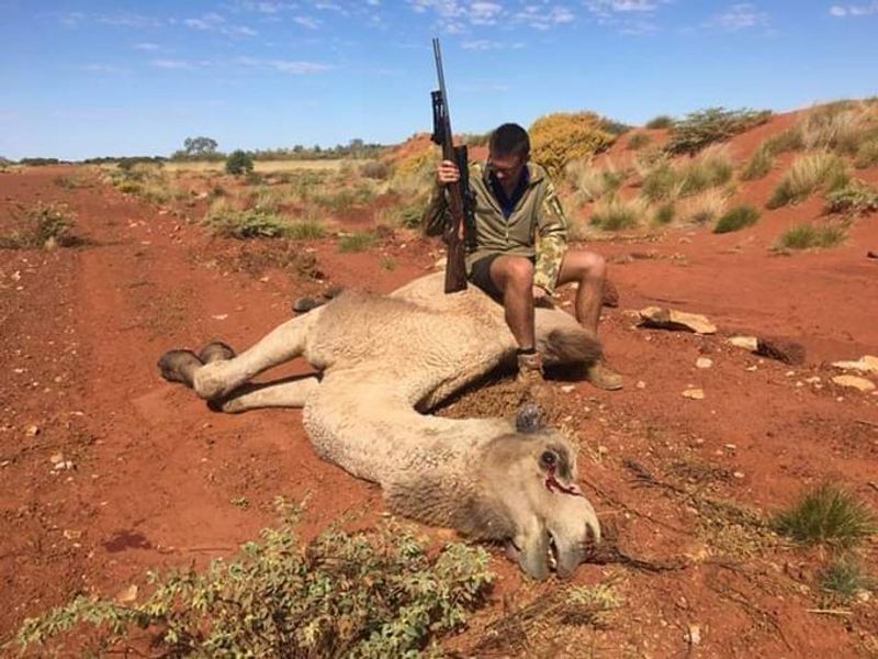 10000 camels to be shot because they drink too much water to prevent bush fire photo story