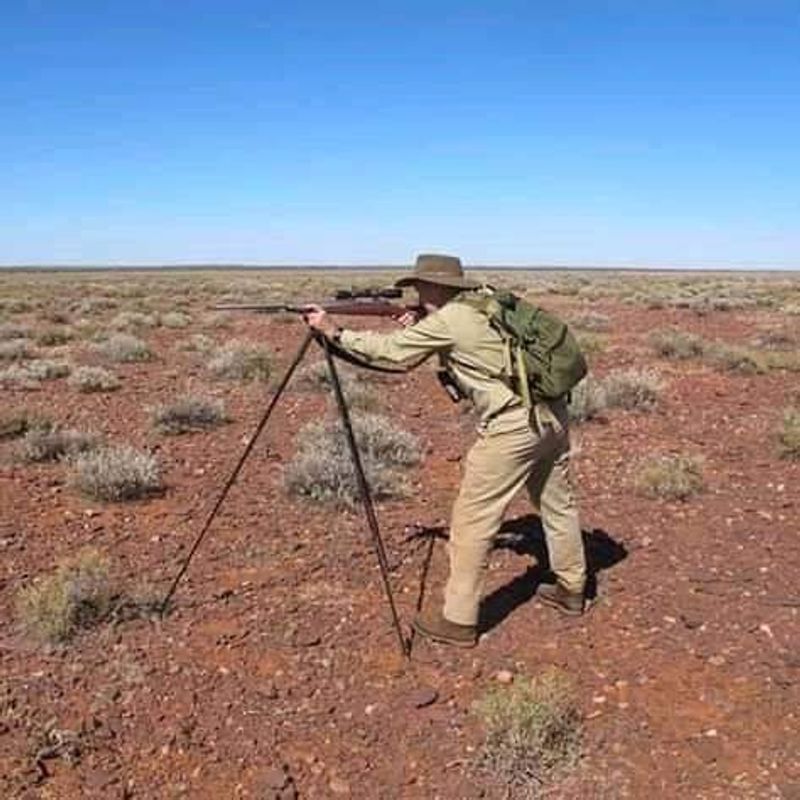 10000 camels to be shot because they drink too much water to prevent bush fire photo story